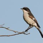 Fiscal Flycatcher