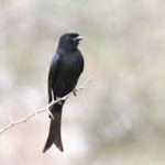 Fork-tailed Drongo