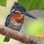 Giant Kingfisher