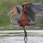 Goliath Heron