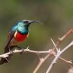 Greater Doubled-collared Sunbird