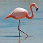 Greater Flamingo