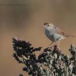 Grey-backed Cisticola