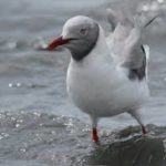 Grey-headed Gull