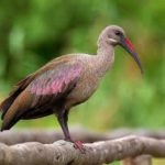 Hadeda Ibis