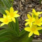 Hypoxis hemerocallidea