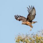 Jackal Buzzard