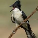 Jacobin Cuckoo