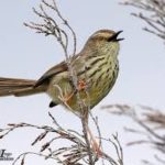 Karoo Prinia