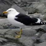 Kelp Gull