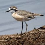 Kittlitz’s Plover