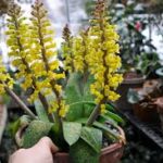 Lachenalia bulbs