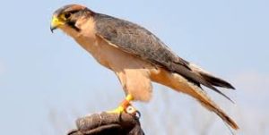 Lanner Falcon