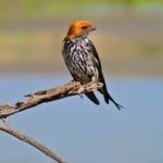 Lesser Striped Swallow