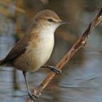 Lesser Swamp-Warbler