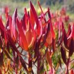 Leucadendron salignum