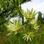 Leucadendron uliginosum ssp. Uliginosum
