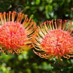 Leucospermum cordifolium