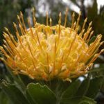 Leucospermum cuneiforme