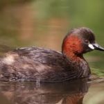 Little Grebe