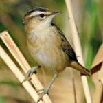 Little Rush-Warbler (Afr. Sedge)