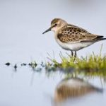 Little Stint