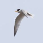 Little Tern