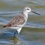 Marsh Sandpiper