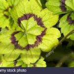 Pelargonium alchemilloides