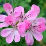 Pelargonium capitatum