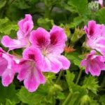 Pelargonium cucullatum