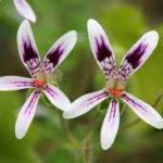 Pelargonium iocastum