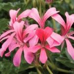 Pelargonium peltatum