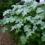 Pelargonium tomentosum