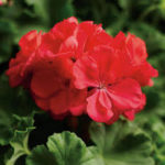 Pelargonium zonale