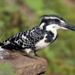 Pied Kingfisher