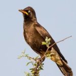 Pied Starling