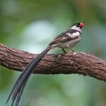 Pin-tailed Whydah