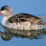 Red-billed Teal