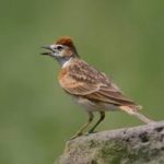 Red-capped Lark