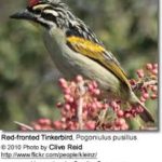 Red-fronted Tinkerbarbet