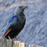 Red-winged Starling