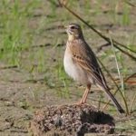 Richard’s Pipit