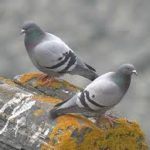 Rock Pigeon (Feral Pigeon)