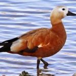 South African Shelduck