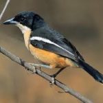 Southern Boubou