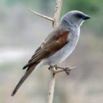 Southern Grey-headed Sparrow