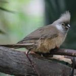 Speckled Mousebird