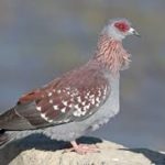 Speckled Pigeon