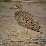 Spotted Thick-knee